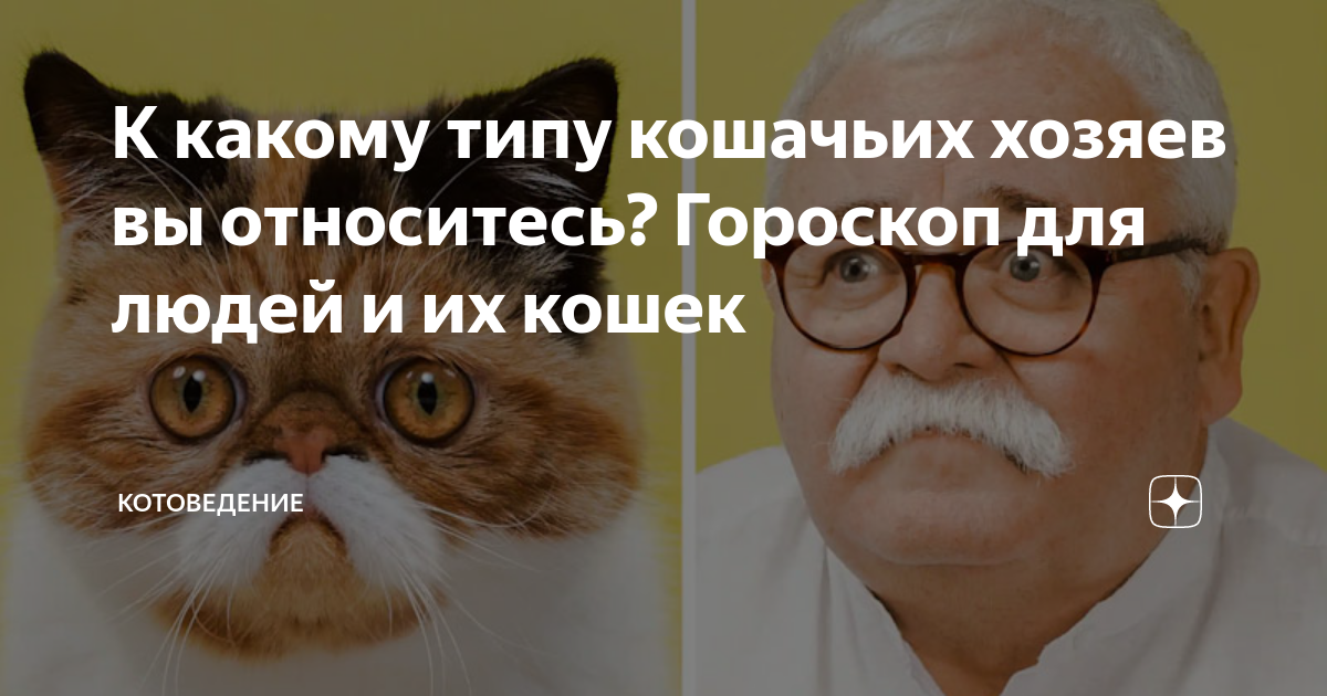 Вопросы кота хозяину. Кот в виде человека. Кошки хозяева людей. Приложение для владельцев кошек.