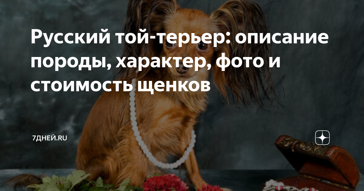 Экстерьерные качества