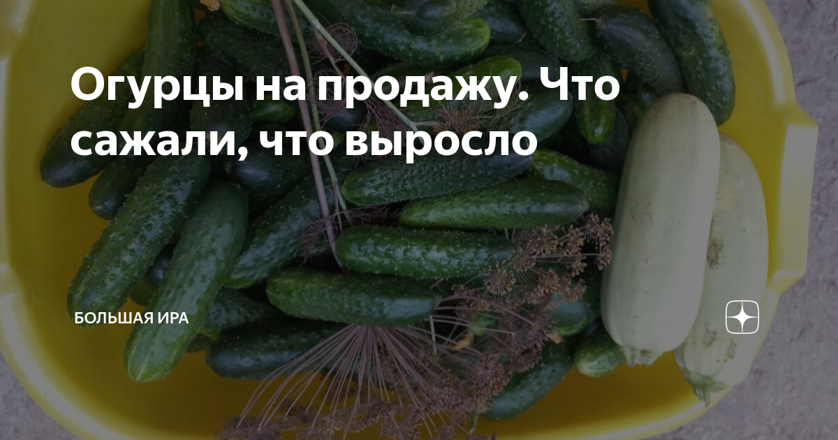 Огурцы на продажу. Что сажали, что выросло | Большая Ира | Дзен