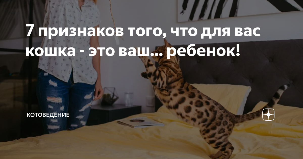 как понять у котёнка мальчик это или девочка