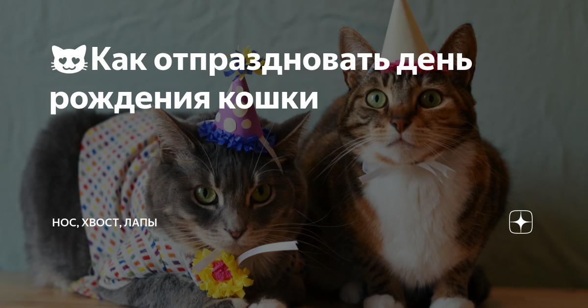 Как выкормить котенка | Фонд 