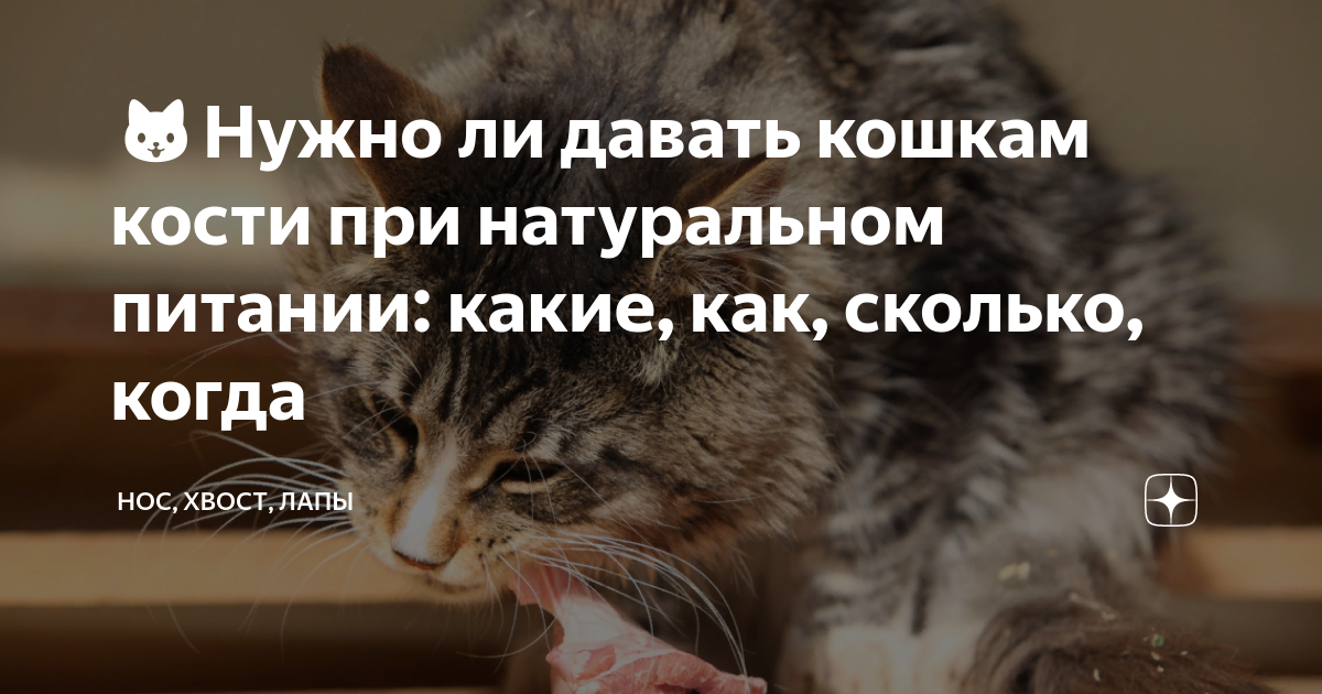 Стул кота на натуральном питании