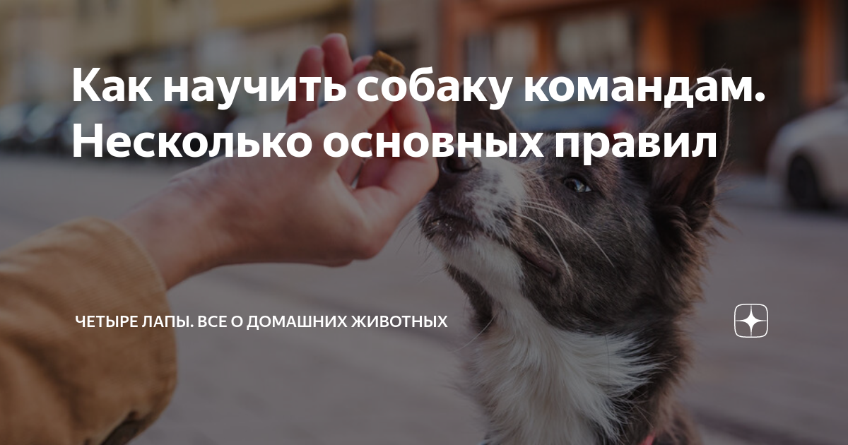 как научить попугая командам