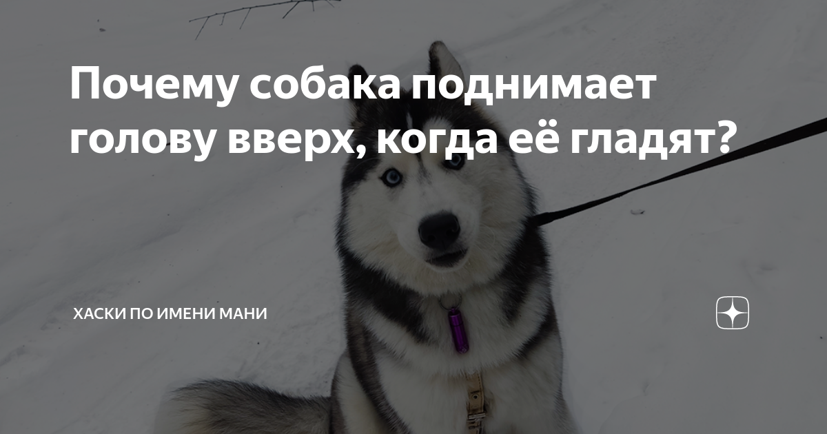 Почему собака поднимает голову вверх, когда её гладят? | Хаски по имени ...