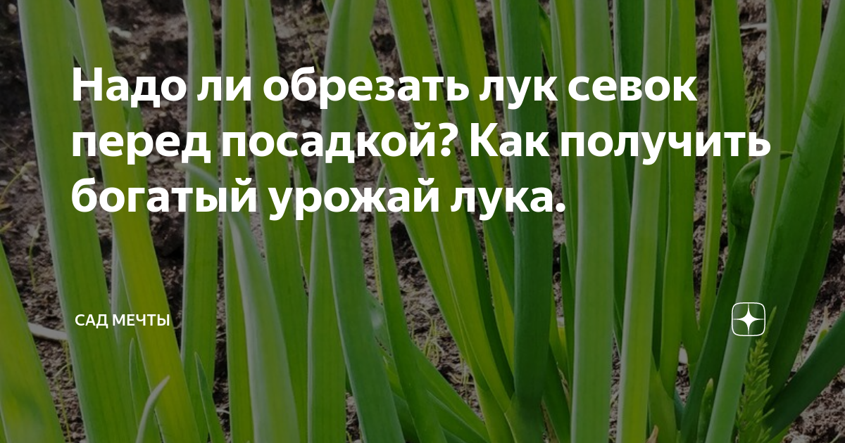 Надо ли обрезать лук севок перед посадкой? Как получить богатый урожай ...