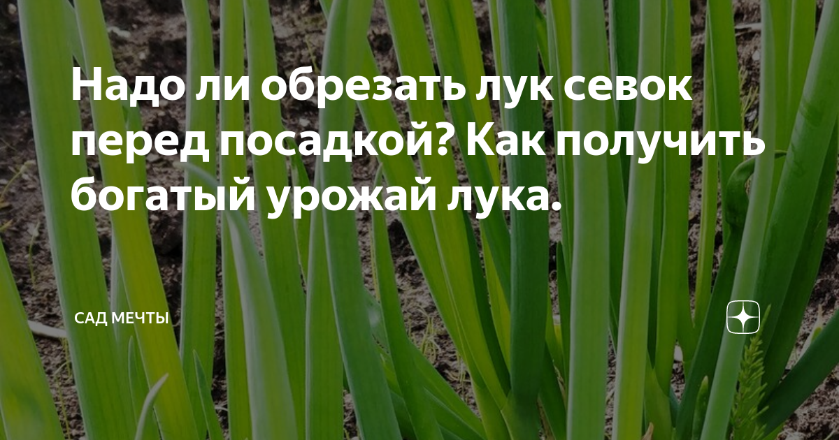 Надо ли обрезать лук. Как обрезать лук перед посадкой фото. Как подрезать лук перед посадкой. Надо ли мыть лук.