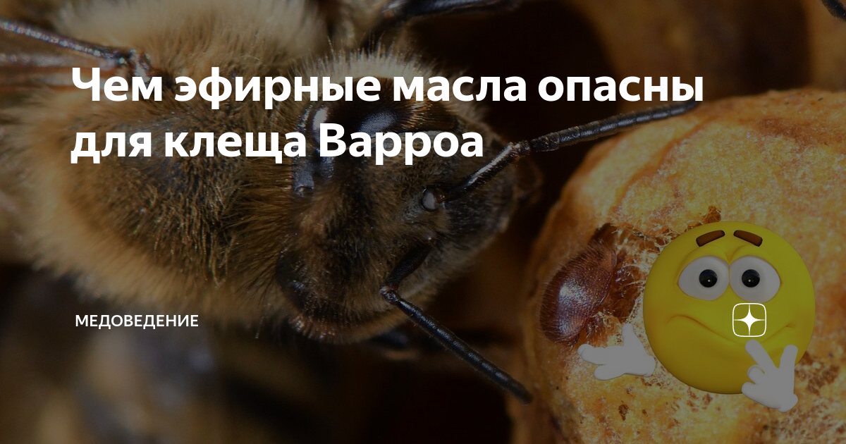 Чем эфирные масла опасны для клеща Варроа | Медоведение | Дзен