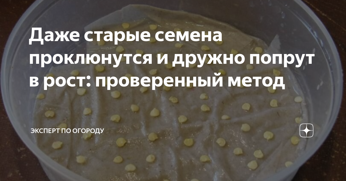 Даже старые семена проклюнутся и дружно попрут в рост: проверенный ...