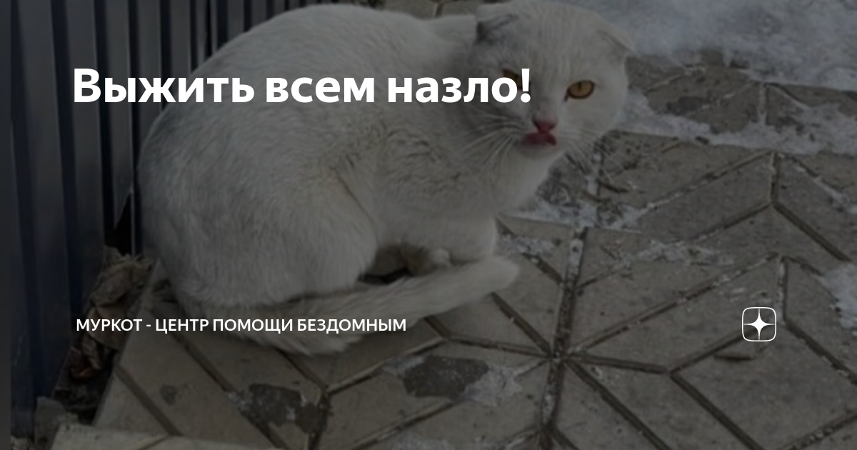 Выжить всем назло! | МУРКОТ_Пермь - приют для бездомных кошек | Дзен