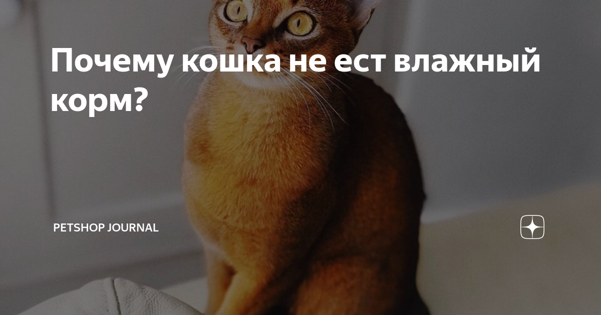 почему кошка не ест мокрый корм