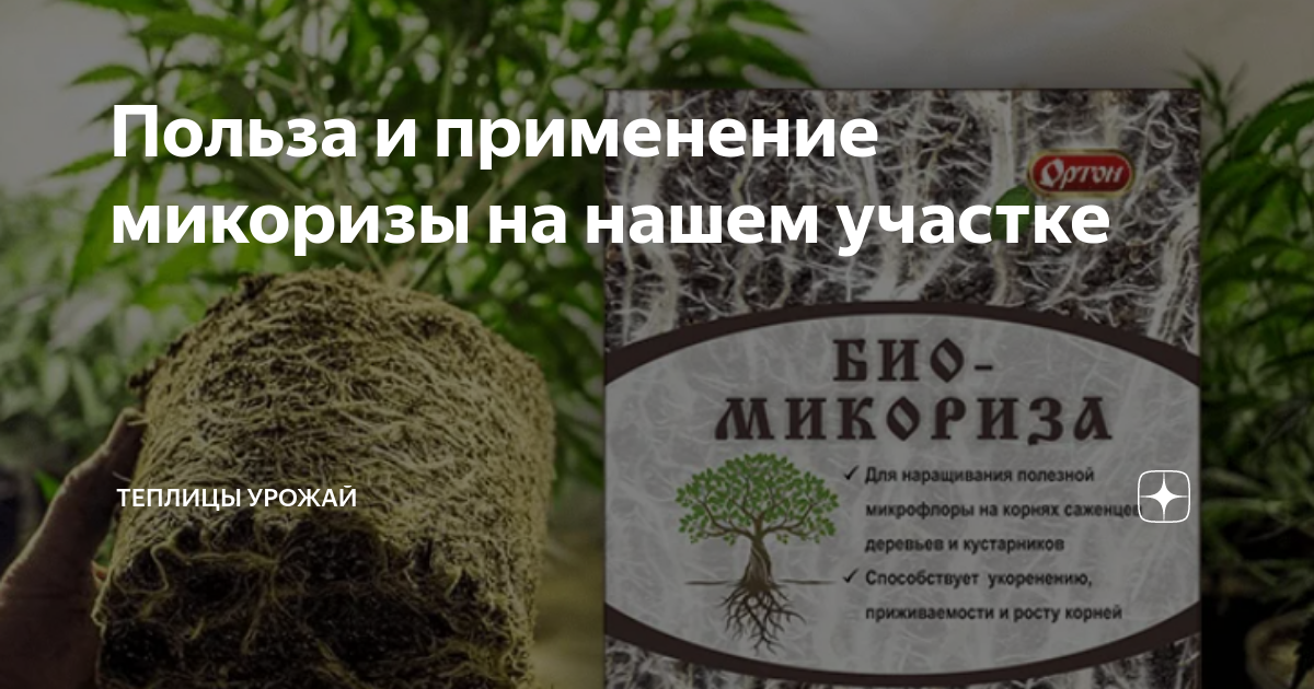 Как использовать микоризу для огурцов. Вереск микориза. микориза фото. микориза как применять. микориза для огурцов.