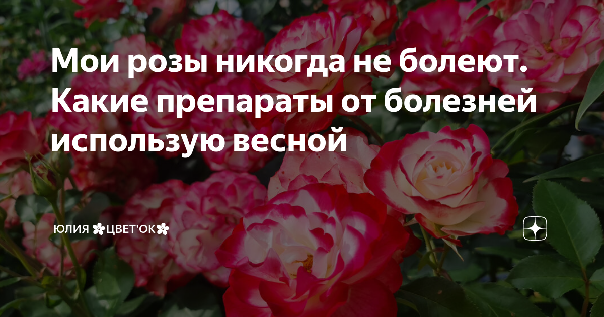 Мои розы никогда не болеют. Какие препараты от болезней использую ...