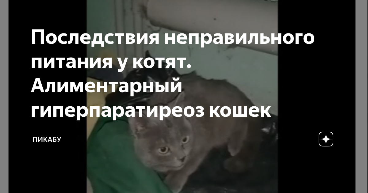 Последствия неправильного питания у котят. Алиментарный гиперпаратиреоз ...