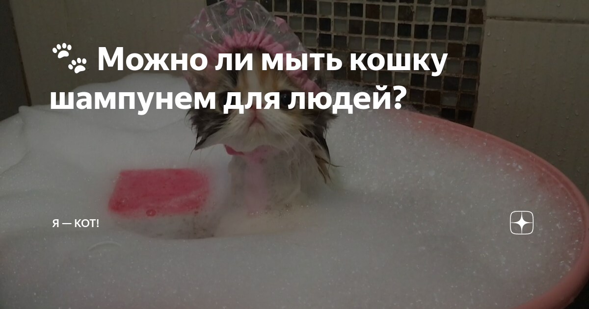 Можно мыть кошек шампунем для людей. Можно ли мыть кошек обычным шампунем для людей. можно ли помыть детским шампунем кошку. шампунь для кошек. нужно ли мыть кошек домашних.