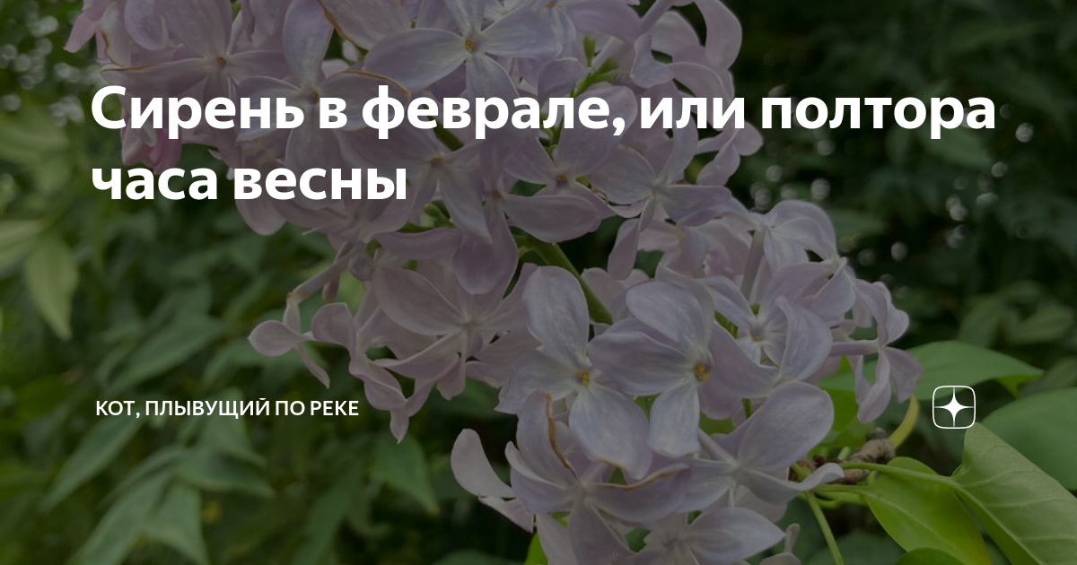 Сирень в феврале, или полтора часа весны | Кот, плывущий по реке | Дзен