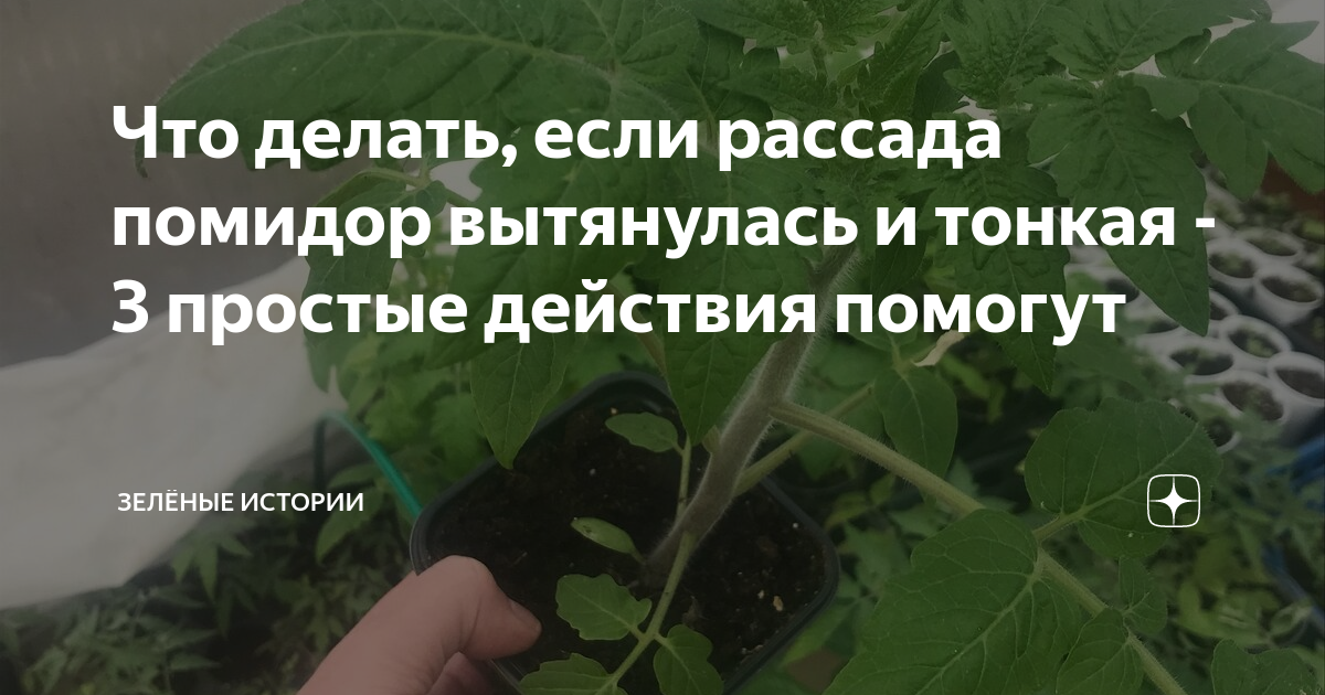 Плохо растет рассада помидоров - что делать, чем подкормить, причины плохого развития томатов дома