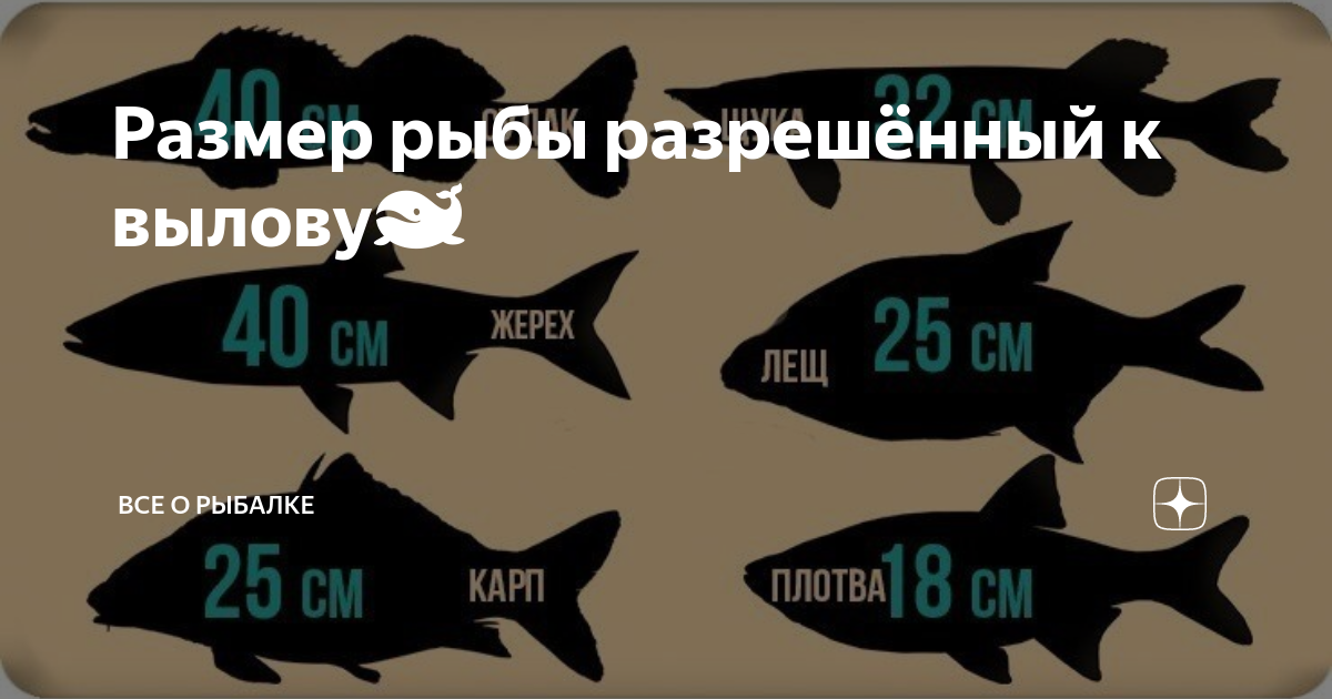 Размер судака для вылова. Размер судака разрешенный. Размер рыбы разрешенной к вылову.