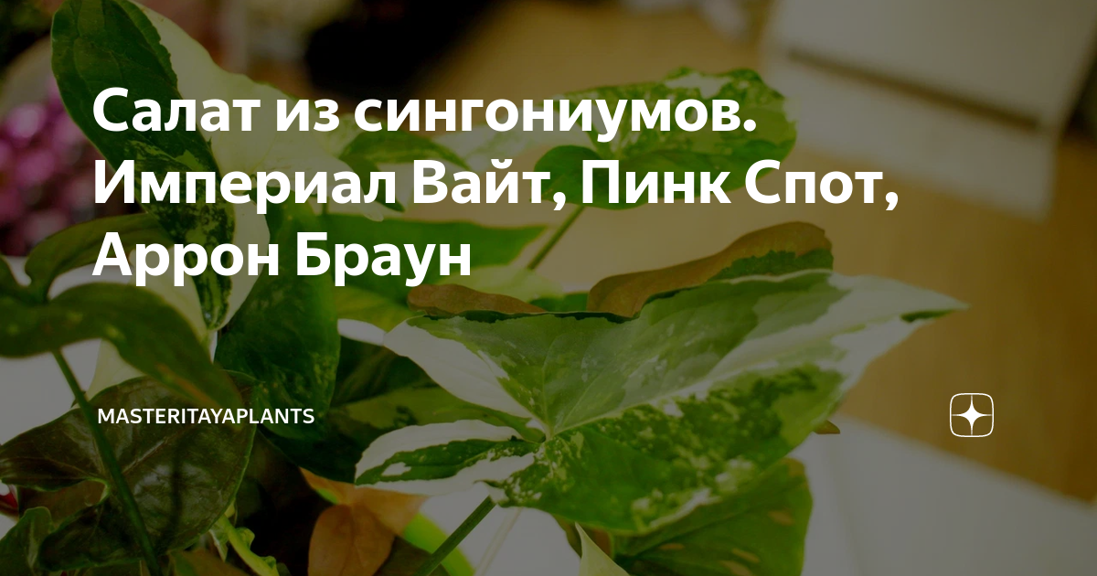 Салат из сингониумов. Империал Вайт, Пинк Спот, Аррон Браун ...
