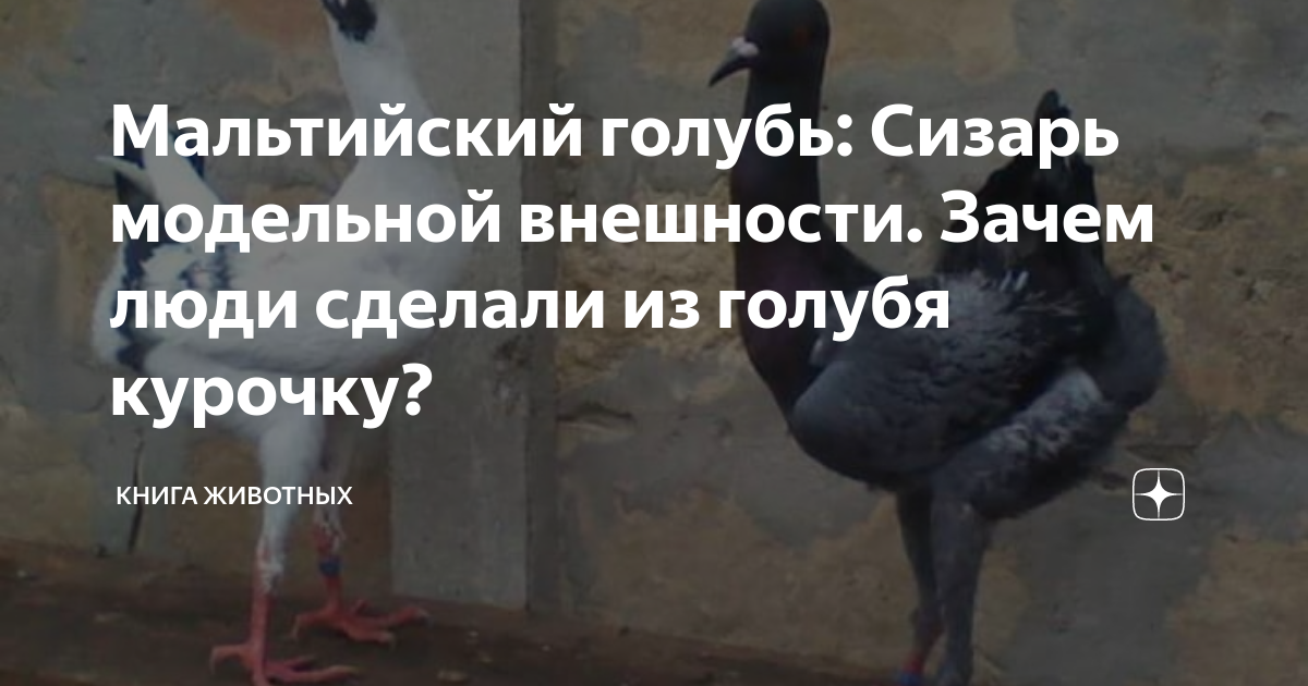 Мальтийский голубь: Сизарь модельной внешности. Зачем люди сделали из ...