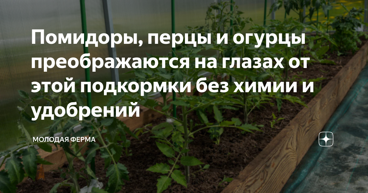 Помидоры, перцы и огурцы преображаются на глазах от этой подкормки без ...