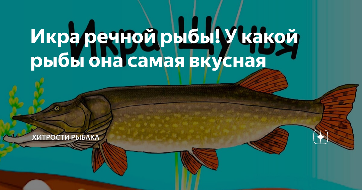 Икра речной рыбы! У какой рыбы она самая вкусная | Хитрости Рыбака | Дзен