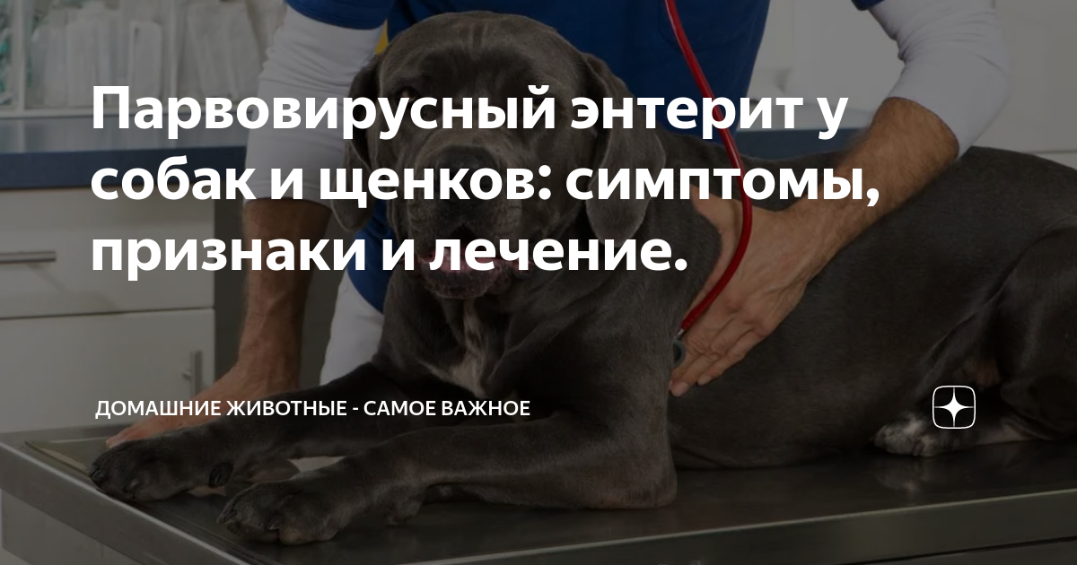 Энтерит у щенков симптомы. Энтерит у щенков симптомы