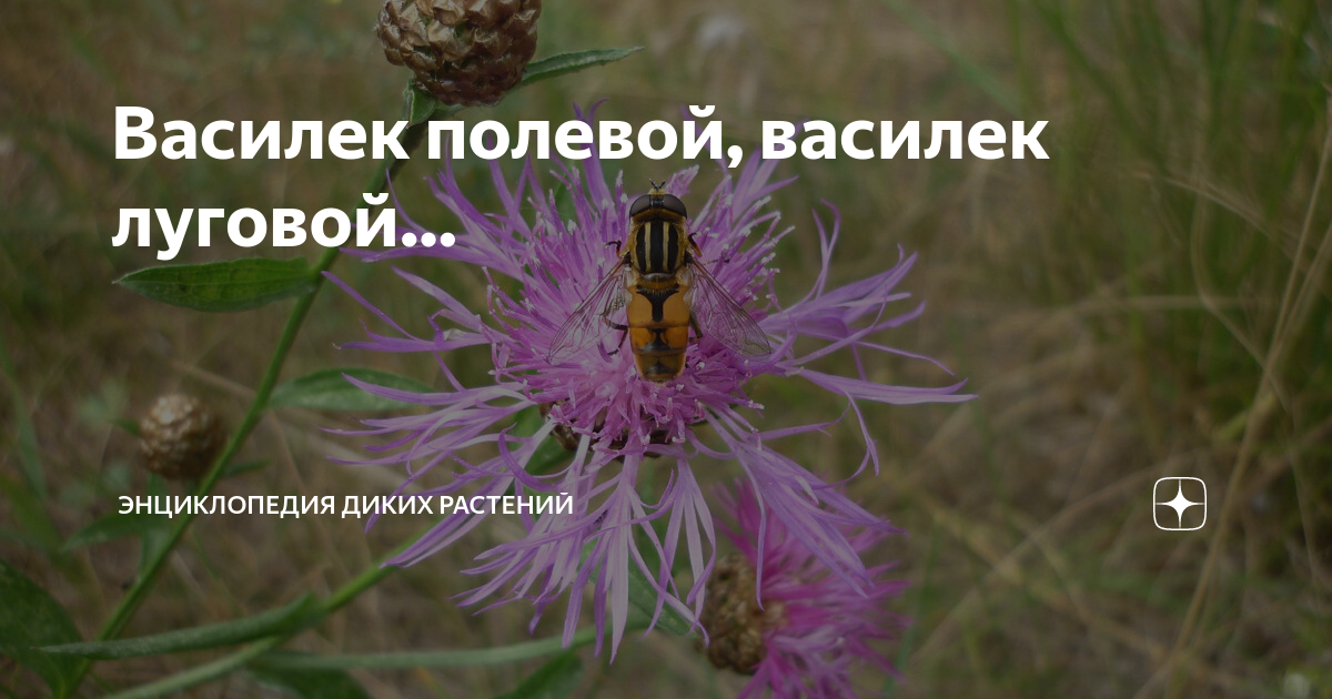 Василек полевой, василек луговой… | Энциклопедия диких растений | Дзен