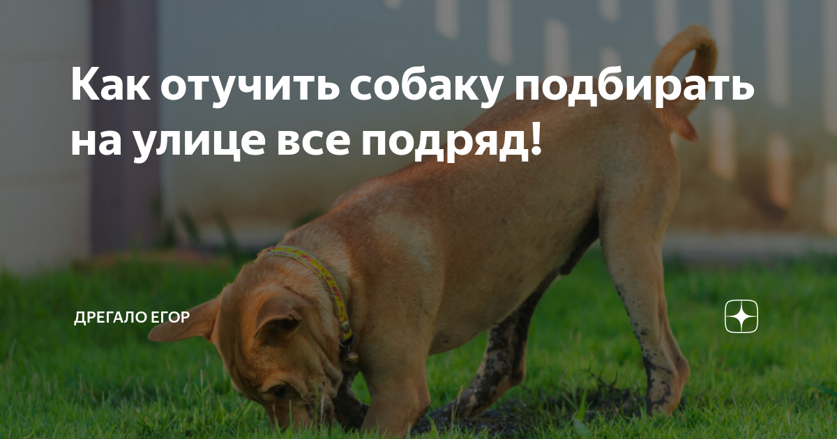 Как отучить собаку подбирать