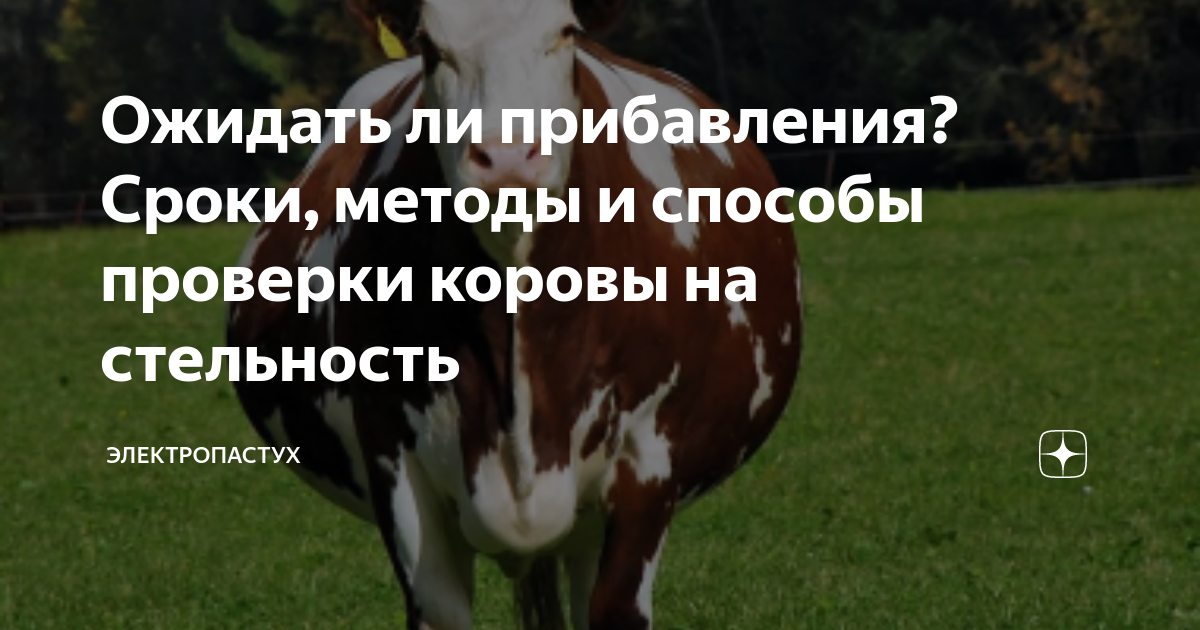 Ожидать ли прибавления? Сроки, методы и способы проверки коровы на ...