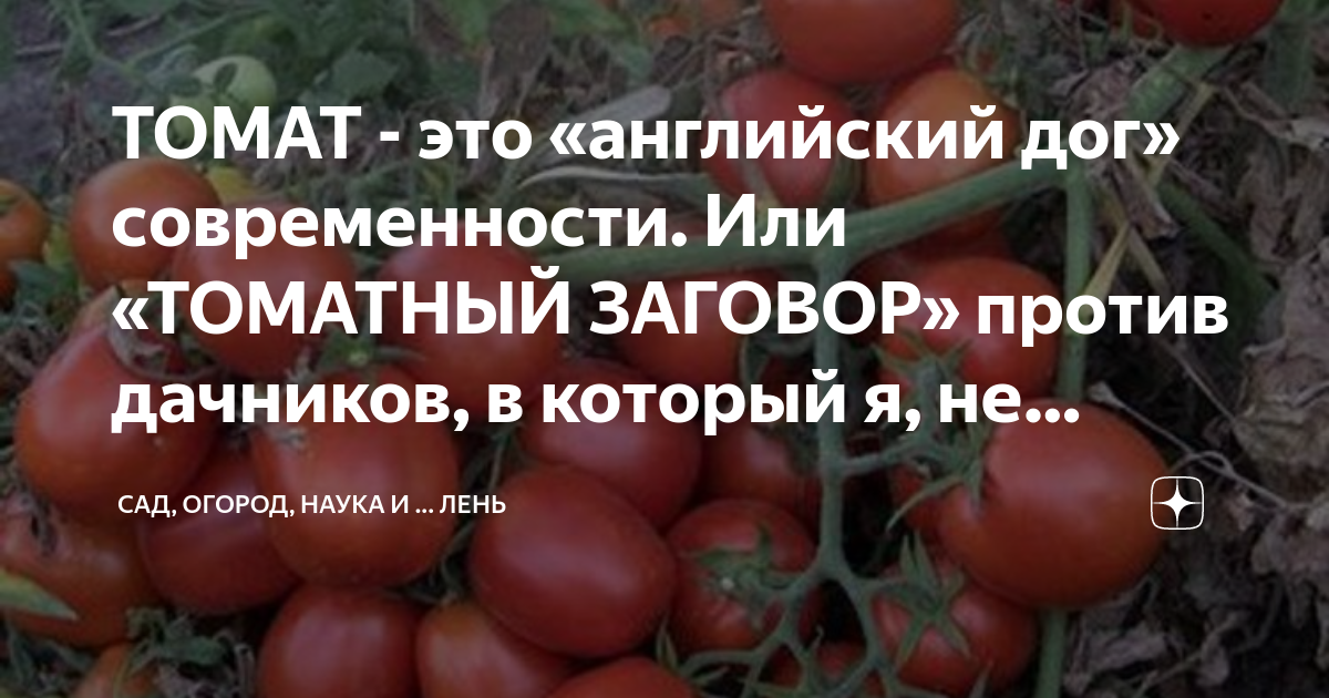ТОМАТ - это «английский дог» современности. Или «ТОМАТНЫЙ ЗАГОВОР ...