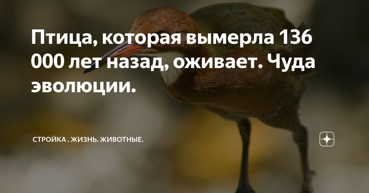 Вымершие животные странствующий голубь. Белоснежный альбатрос. Пастушок на альдабре. Дронт или додо вымершая нелетающая птица. Babbler птица.