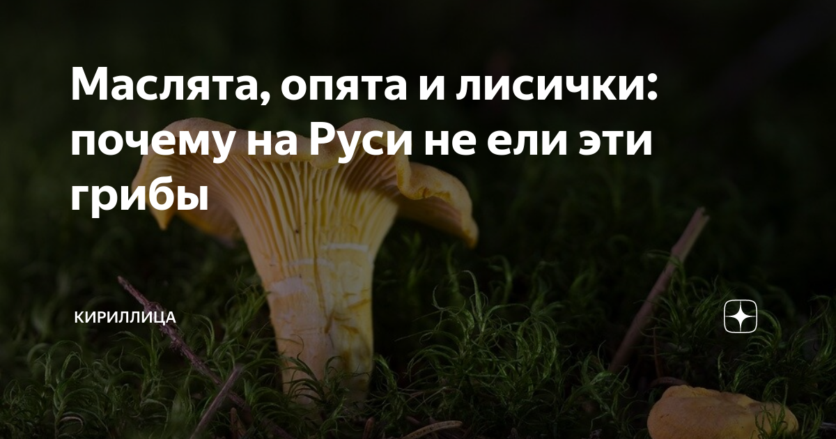 Почему в лисичках нет червей. Почему в лисичках нет червей