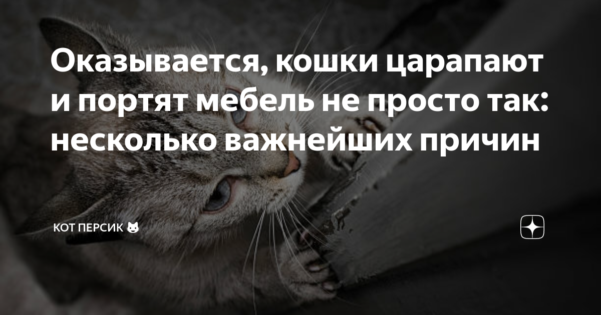 Как воспитать котенка чтобы не портил мебель