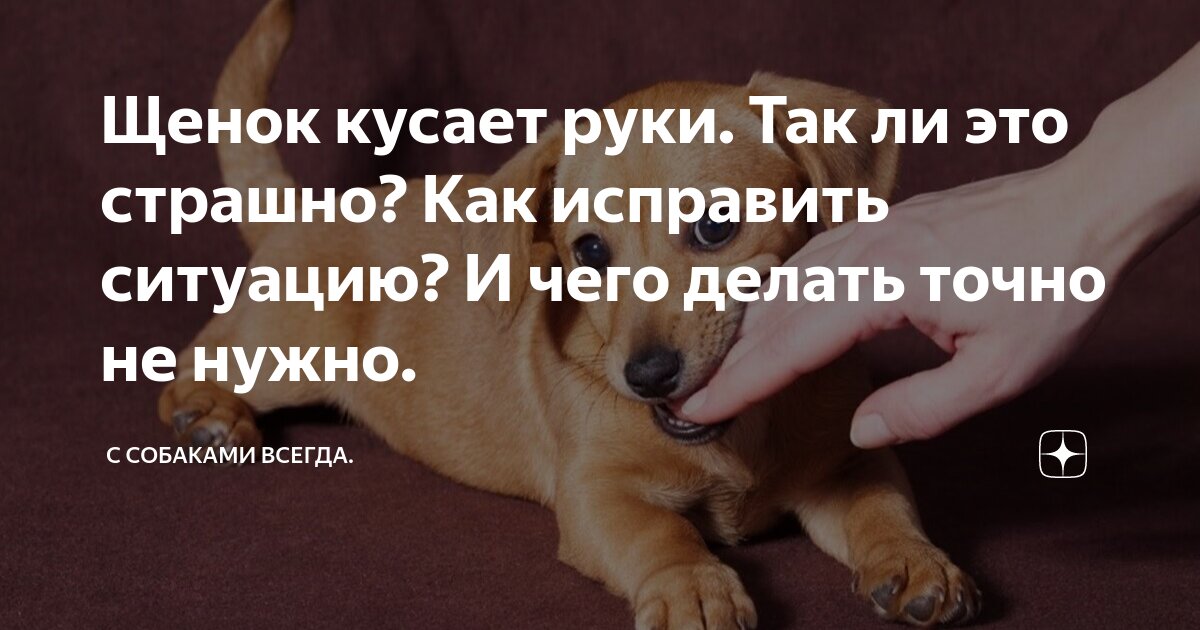 Как отучить собаку кусать хозяина. Щенок кусается. щенок кусает руки и ноги. отученик кусаться щенков. собака не всегда друг доклад.