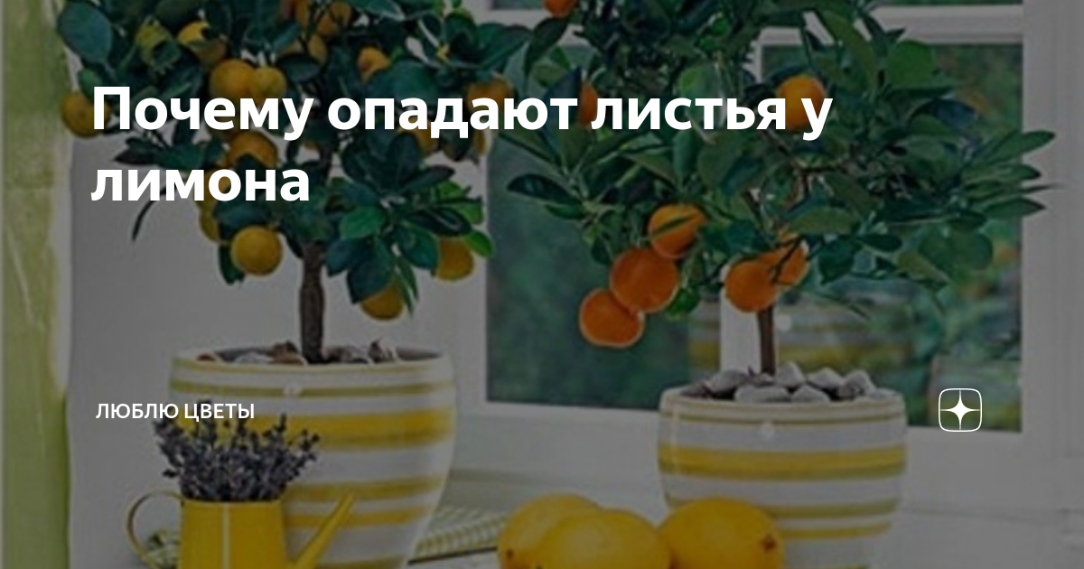 Почему у лимона опадают и желтеют листья в домашних условиях и что делать?