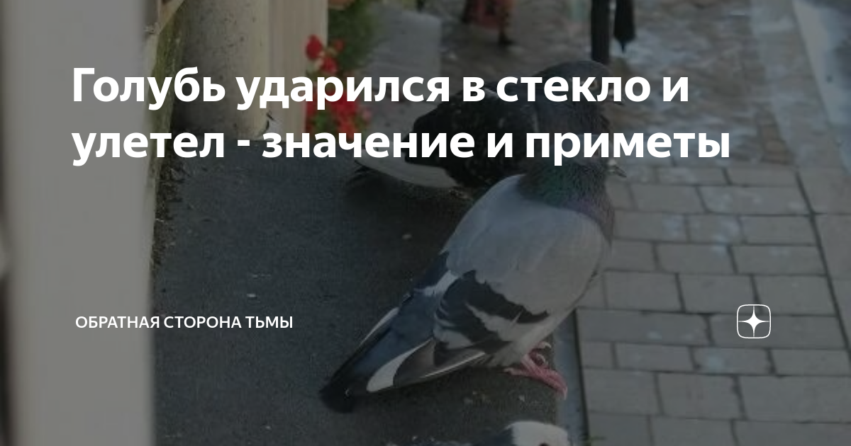 Птица ударилась в окно примета