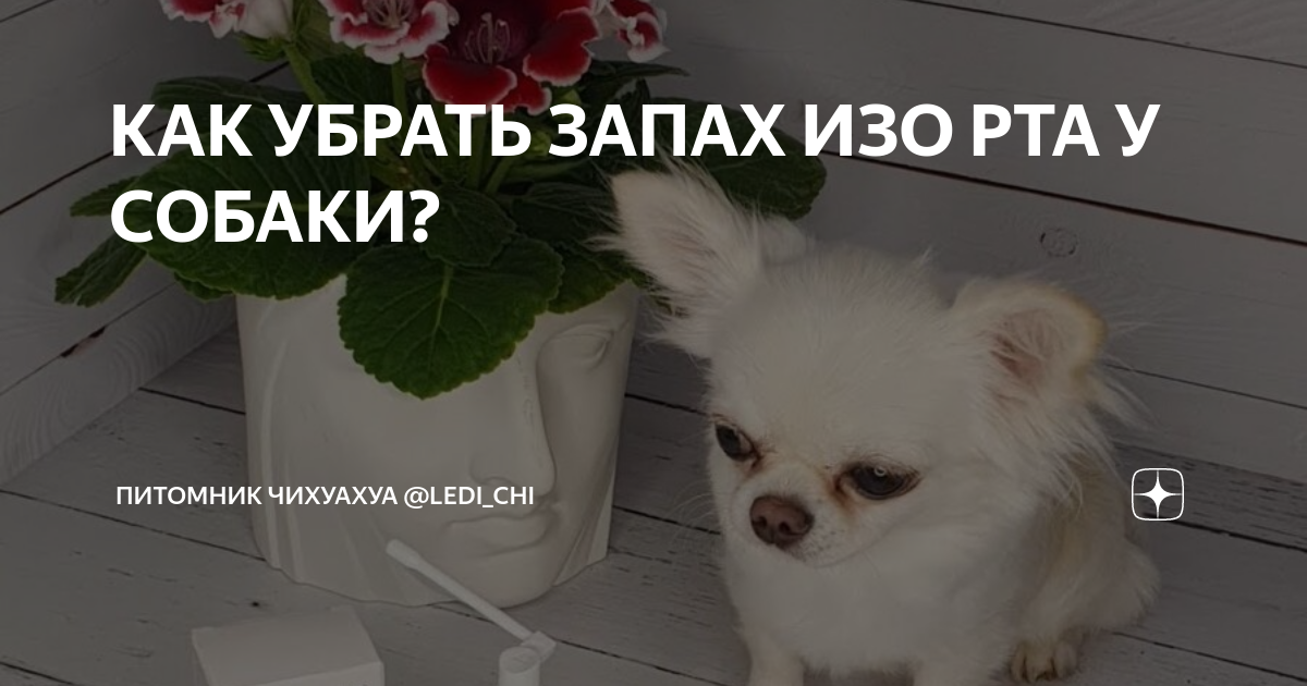 У собаки неприятный запах изо рта: возможные причины и лечение | Royal Canin UA