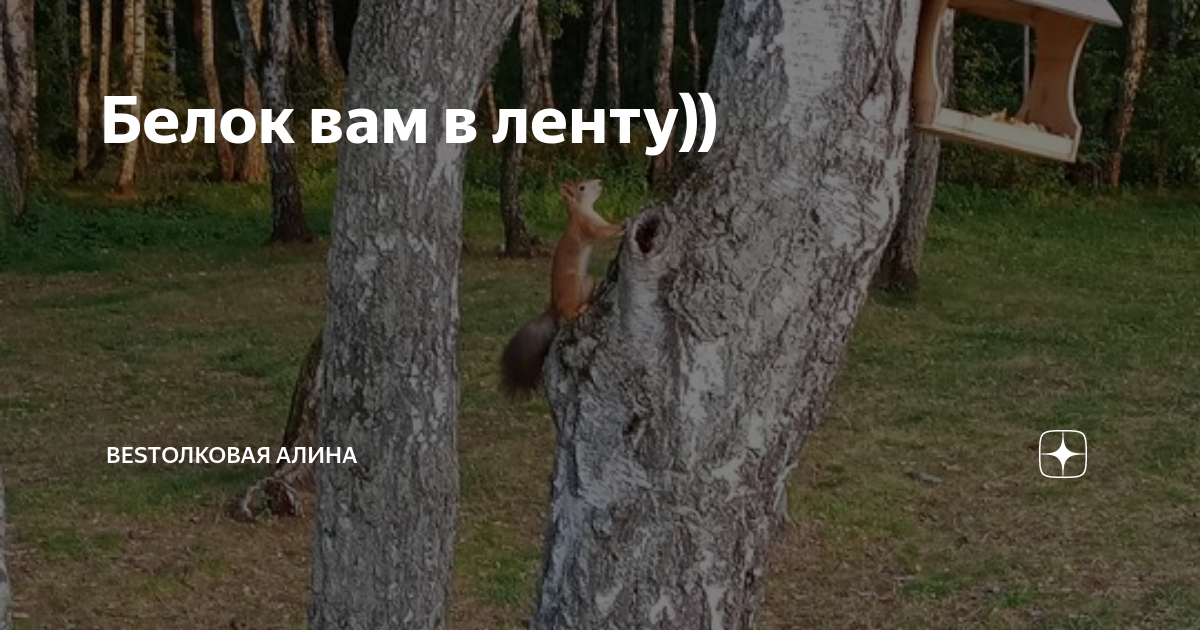 Белок вам в ленту)) | Tолковая Алина | Дзен