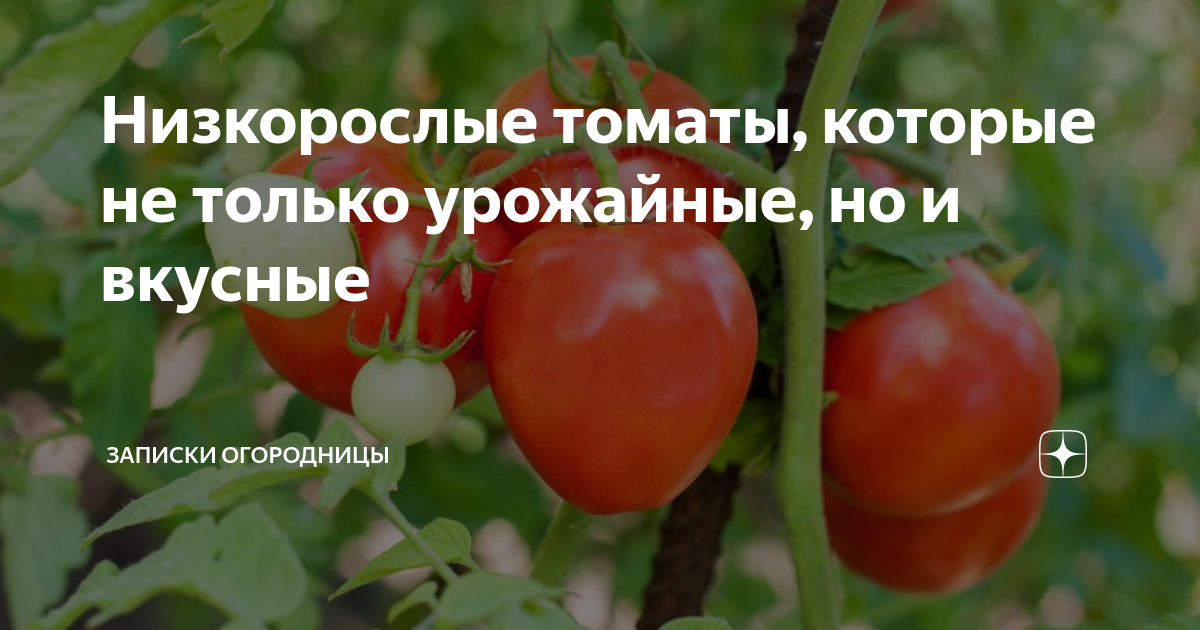 Низкорослые томаты, которые не только урожайные, но и вкусные | Записки ...
