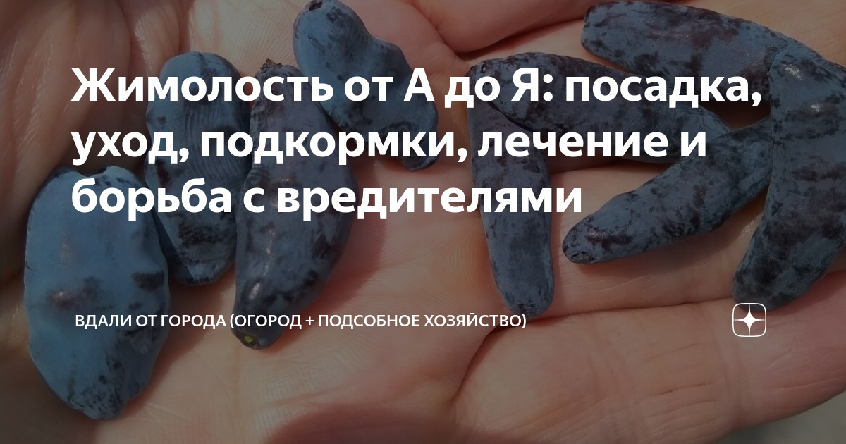 Жимолость от А до Я: посадка, уход, подкормки, лечение и борьба с ...