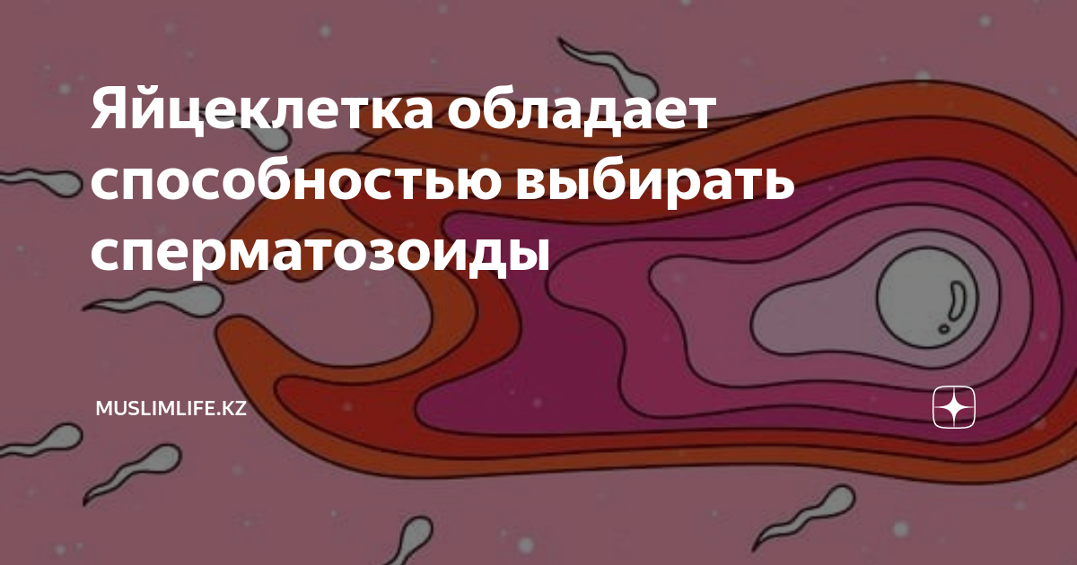 Яйцеклетка обладает способностью выбирать сперматозоиды | Muslimlife.Kz ...
