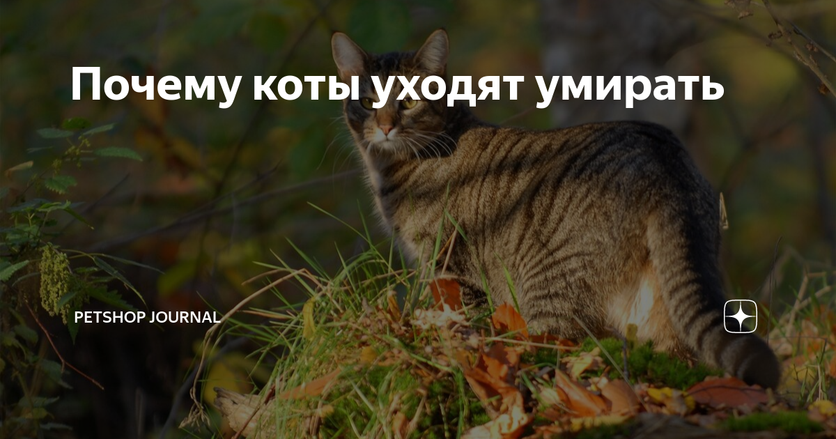 Почему кот уходит. Коты уходят. Фото кошки уходят, предчувствуя свою смерть.