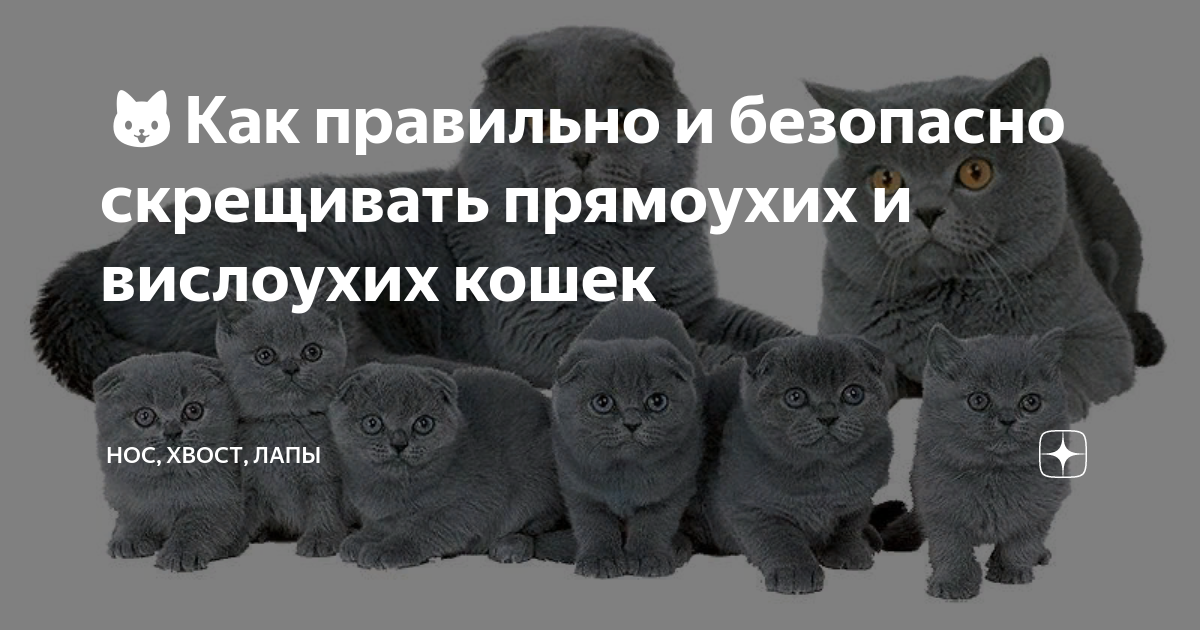 Можно ли скрещивать вислоухую кошку с вислоухим котом