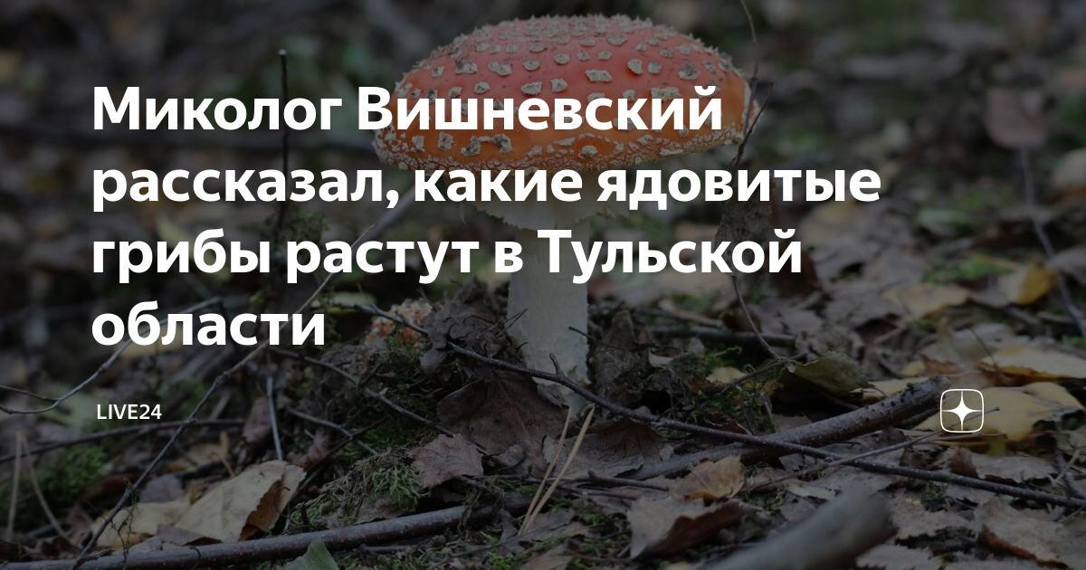 Какие грибы можно собрать в Тульской области в сентябре: урожайные места Тульска