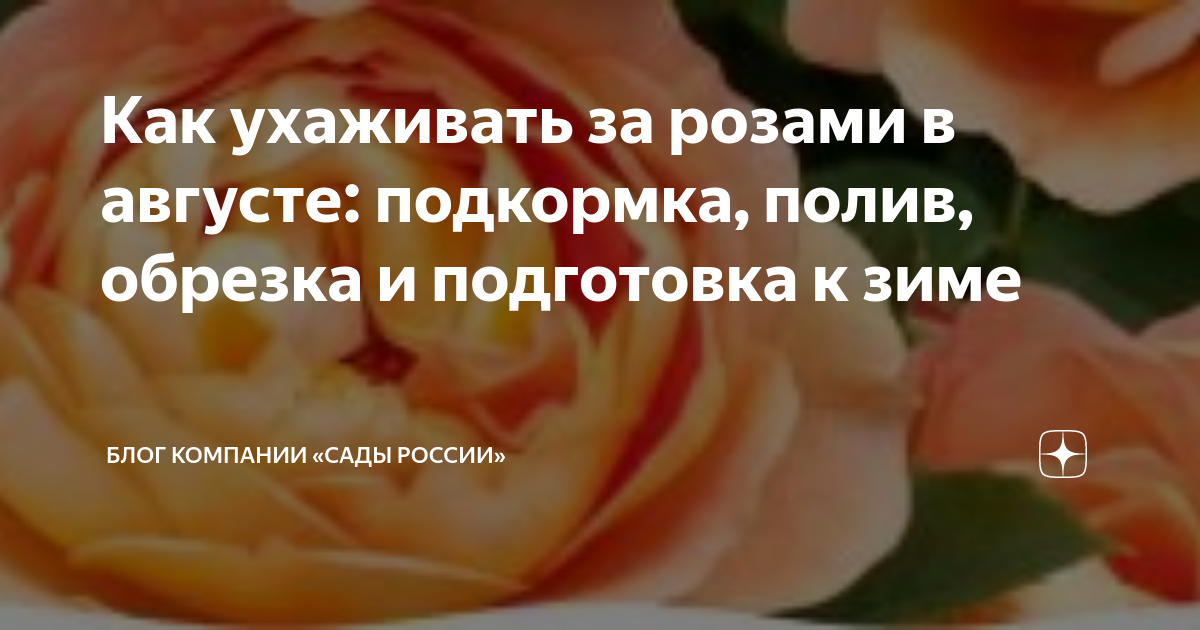 Как правильно подкормить розы в августе советы по подкормке в начале и в конце месяца