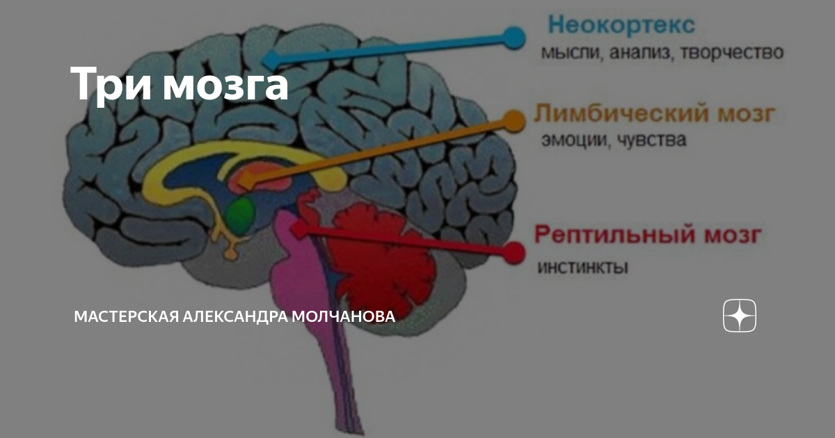 Мозг 3 класс