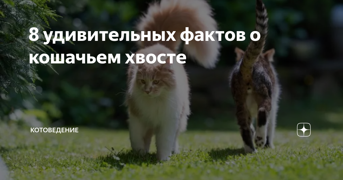 8 удивительных фактов о кошачьем хвосте | КотоВедение. Зоопсихолог Юлия ...