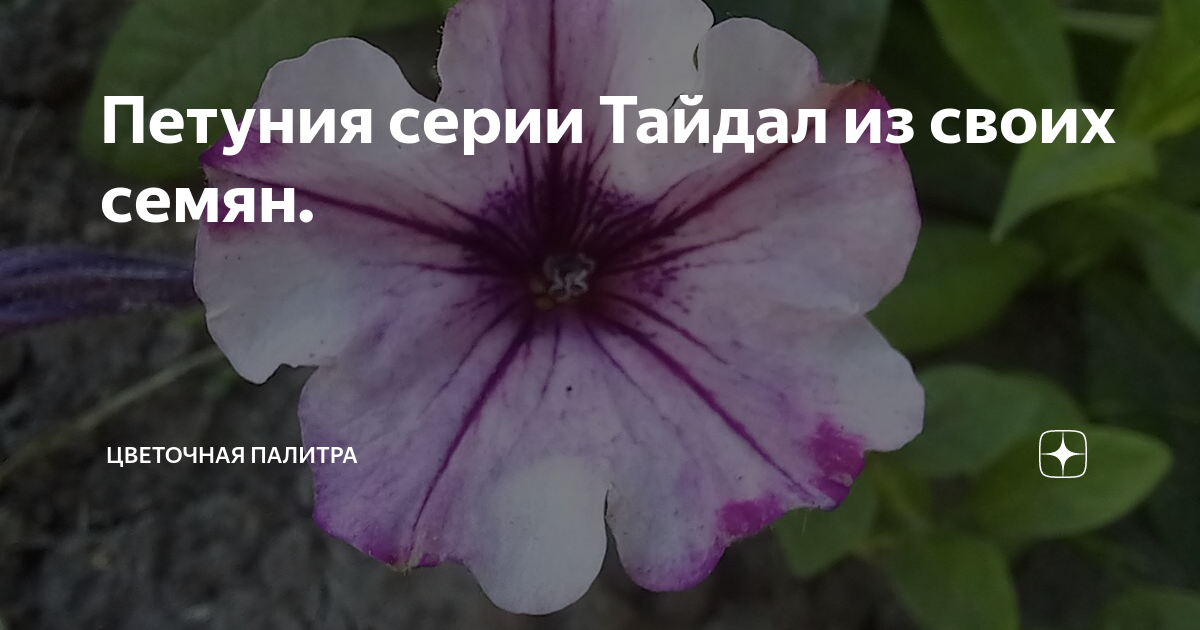 Петуния серии Тайдал из своих семян. | Цветочная Палитра | Дзен