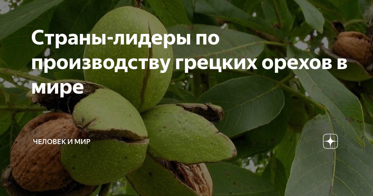 Страны-лидеры по производству грецких орехов в мире | Человек и мир | Дзен