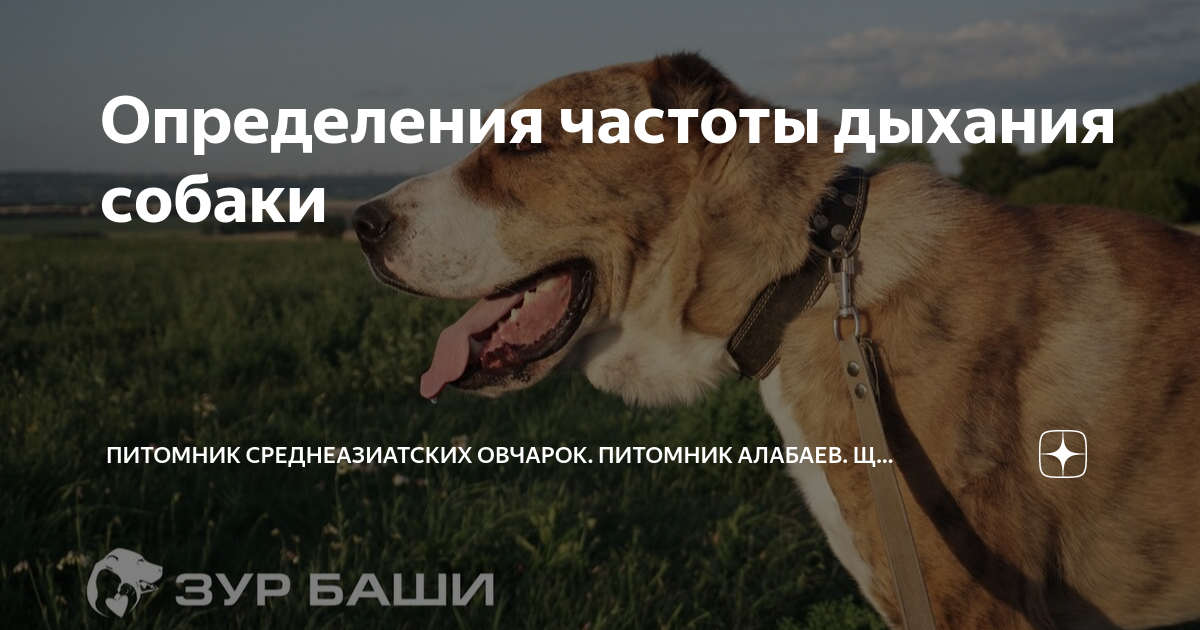 сколько ударов сердца в минуту норма у собак